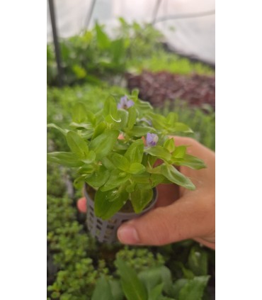 BACOPA LANIGERA