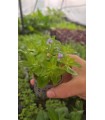 BACOPA LANIGERA