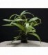 HYGROPHILA SALICIFOLIA
