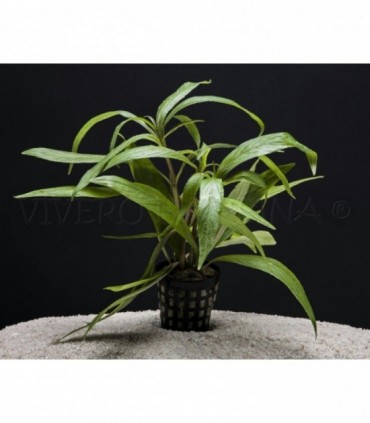 HYGROPHILA SALICIFOLIA