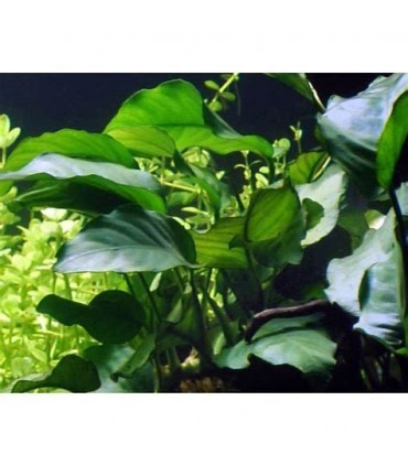 ANUBIA BARTERI