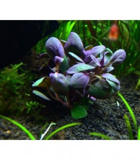 LOBELIA CARDINALIS RED