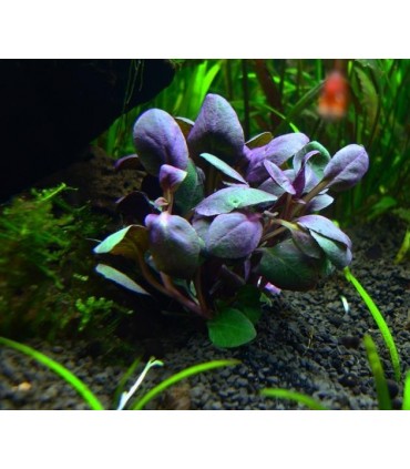 LOBELIA CARDINALIS RED