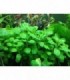 LOBELIA CARDINALIS RED