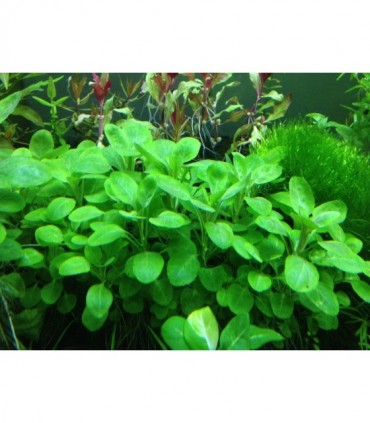 LOBELIA CARDINALIS RED