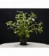 LUDWIGIA PALUSTRIS GREEN