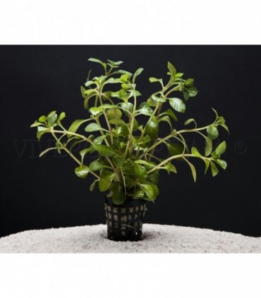 LUDWIGIA PALUSTRIS GREEN