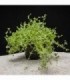 MICRANTHEMUM MONTECARLO