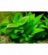 HYGROPHILA SIAMENSIS