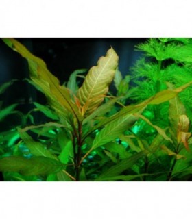 HYGROPHILA RUBRA