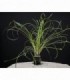 OPHIOPOGON JAPONICUS JABURAN