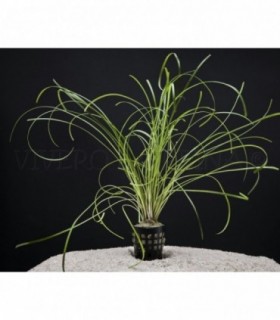 OPHIOPOGON JAPONICUS JABURAN