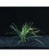 OPHIOPOGON JAPONICUS JABURAN