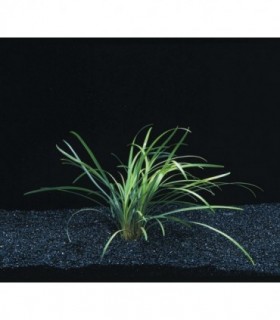 OPHIOPOGON JAPONICUS JABURAN