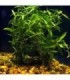 PROSERPINACA PALUSTRIS RED