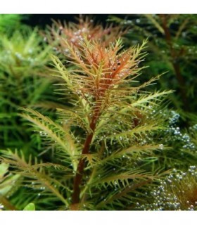 PROSERPINACA PALUSTRIS RED