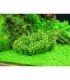 ROTALA ROTUNDIFOLIA
