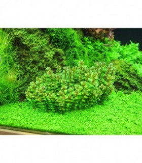 ROTALA ROTUNDIFOLIA