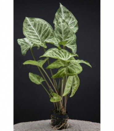 SYNGONIUM WHITE BUTTERFLY