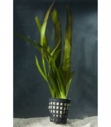 VALLISNERIA GIGANTEA