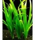 VALLISNERIA GIGANTEA