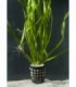 VALLISNERIA ASIATICA