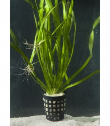 VALLISNERIA ASIATICA