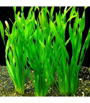 VALLISNERIA ASIATICA