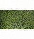 LEMNA MINOR LENTEJA DE AGUA (GRAN PORCIÓN)