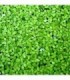 LEMNA MINOR LENTEJA DE AGUA (GRAN PORCIÓN)