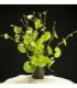 HYDROCOTYLE LEUCOCHEPALA