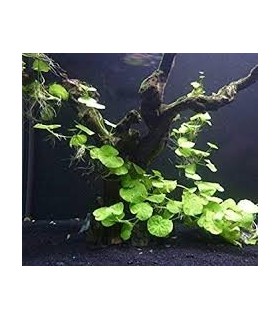 HYDROCOTYLE LEUCOCHEPALA