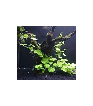 HYDROCOTYLE LEUCOCHEPALA