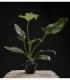 ANUBIA HASTIFOLIA