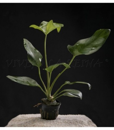 ANUBIA HASTIFOLIA