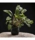 CRYPTOCORYNE UNDULATA