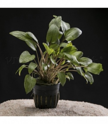 CRYPTOCORYNE UNDULATA