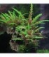 HYGROPHILA PINNATIFIDA