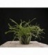 LILAEOPSIS CAROLINENSIS