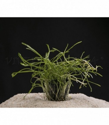 LILAEOPSIS CAROLINENSIS