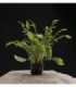 RORIPPA AQUATICA