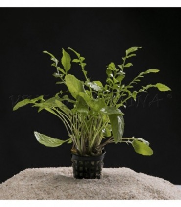 RORIPPA AQUATICA