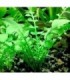 RORIPPA AQUATICA