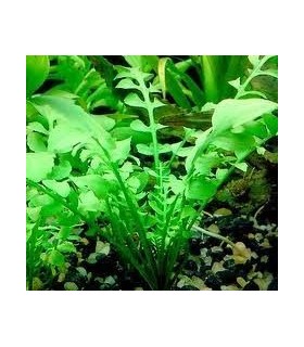 RORIPPA AQUATICA