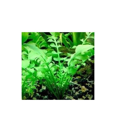 RORIPPA AQUATICA