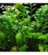 RORIPPA AQUATICA