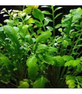 RORIPPA AQUATICA