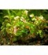 ALTERNANTHERA BETTZICKIANA AUREA