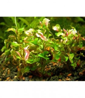 ALTERNANTHERA BETTZICKIANA AUREA