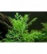 HYGROPHILA DIFFORMIS SUBMERSE